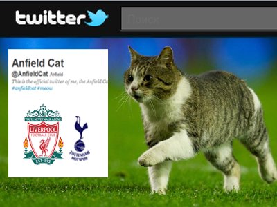 Кот стадиона «Энфилд» обзавёлся аккаунтом в Twitter