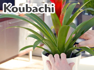 Koubachi – новое приложение, которое учит растения «говорить» с хозяевами