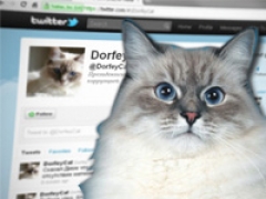 Дорофей - сбежавший кот Медведева, попал в мировые тренды Twitter   