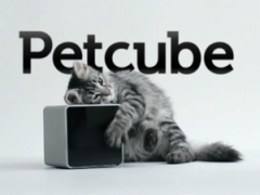 Petclub – уникальный стартап в мире зоосервисов